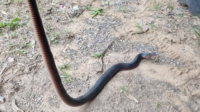 Logan snake catcher Glenn 'Ozzie' Lawrence has warned residents to check shoes and under cars after the floods have flushed out many poisonous red-bellied black snakes and huge coastal carpet pythons.