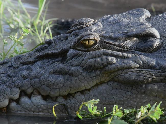 WHAT A CROC: The NT News’ best croc pics of 2021