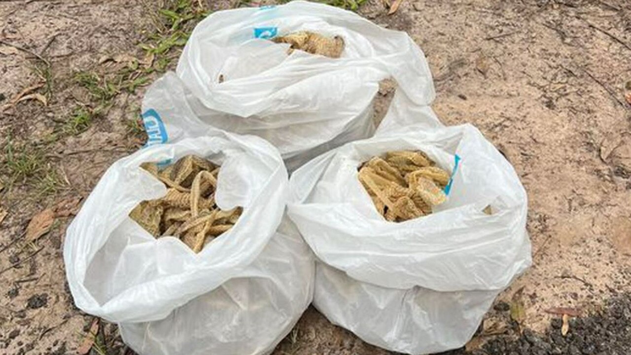 A snake catcher has found 32 snake skins on a Queensland roof. Picture: Snake Catcher Noosa