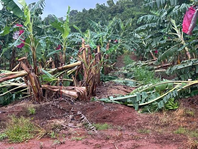 Thousands of banana trees have been destroyed by Cyclone Jasper at Ausgrow's banana farm near Innisfail.(Supplied: Antony Joseph)