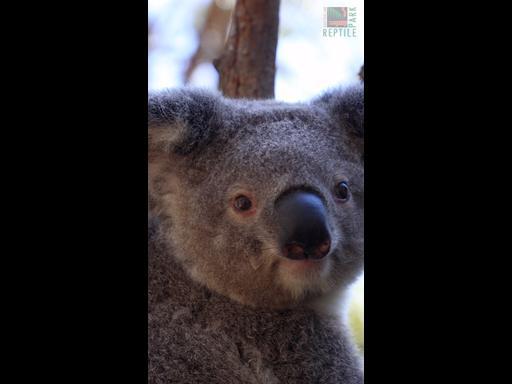 Adorable koala joey heads to ‘koala pre-school’