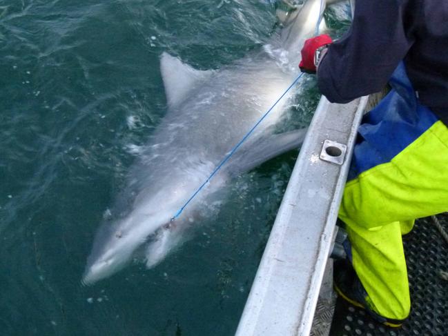 A Bull Shark found in Sydney Harbour in 2012