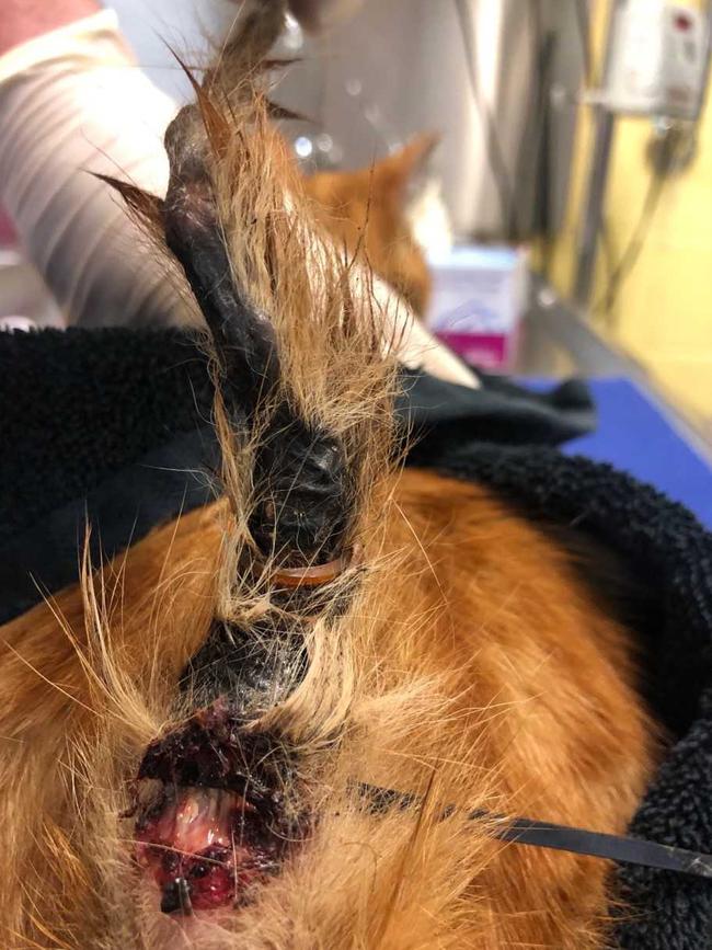 A tail injury on a cat that was abused in Melbourne's northern suburbs.