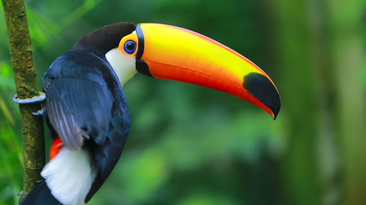 Colorful cute Toucan tropical bird in Brazilian Amazon â€“ blurred background