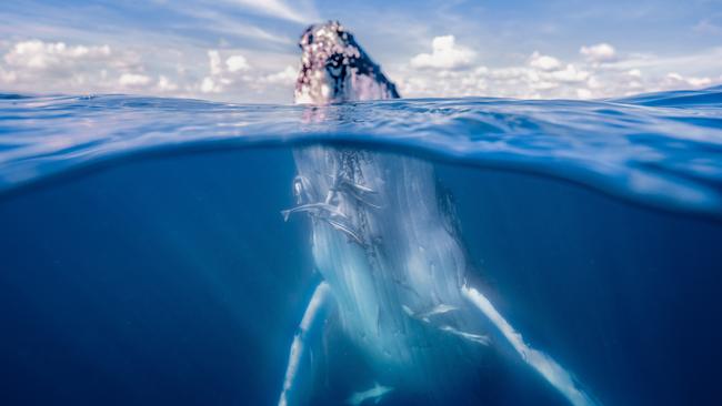 Getting up close to humpacks on a swim with the whales tour. Picture: Tourism and Events QLD