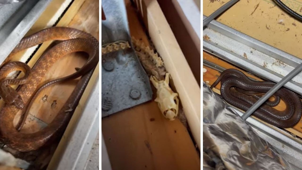 Snake catcher removes seemingly endless number of snakes from rood of home  in Australia 