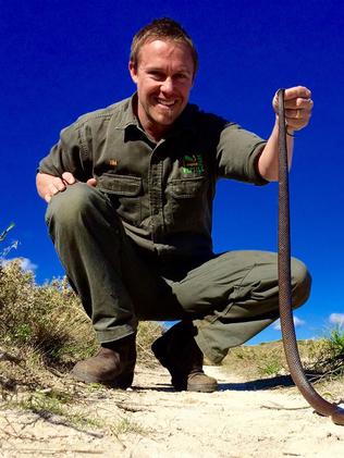 Red-bellied black snake with its head stuck in beer can found by Heyfield  man - ABC News