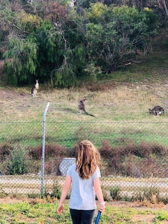 The kangaroos have become popular with children at the site in Lilydale. Pic: Supplied