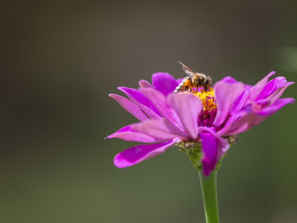 A bee collects pollen from a flower as Karinya in the Valley host a pick your own flower session, Saturday, January 4, 2025. Picture: Kevin Farmer