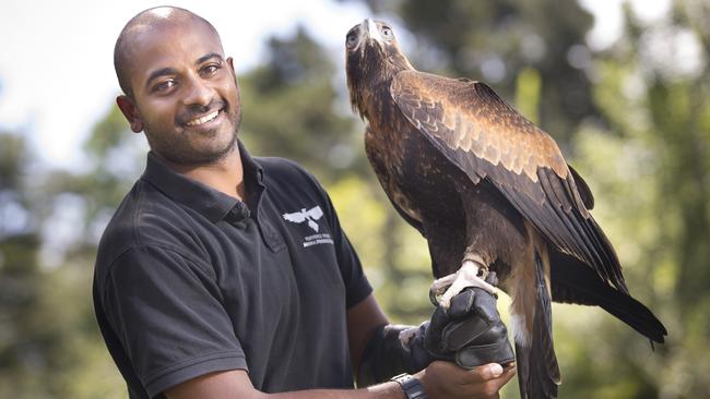 Ravi with the impressive wedge-tailed eagle Griffin. Picture: MELVYN KNIPE