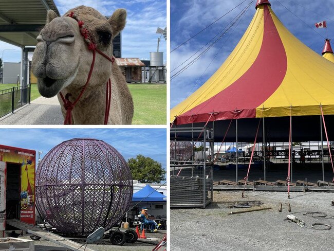 The circus is coming to Mackay and bringing with them camels, the globe of death and the acrobatic disc flipping dogs that charmed Australia’s Got Talent judges. Here’s all you need to know about Hudsons Circus.