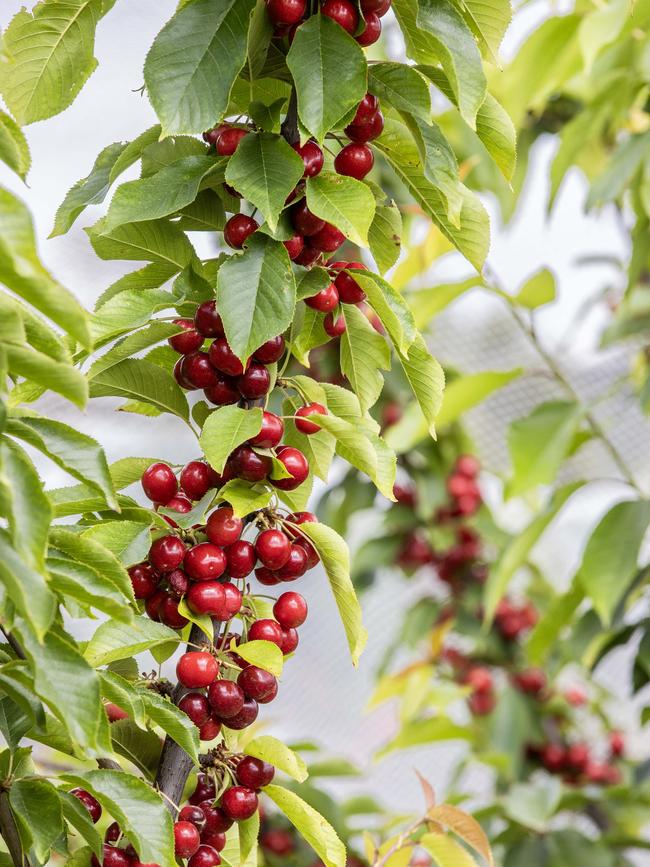 Cherry Season with Tracy Chapman Picture: Zoe Phillips