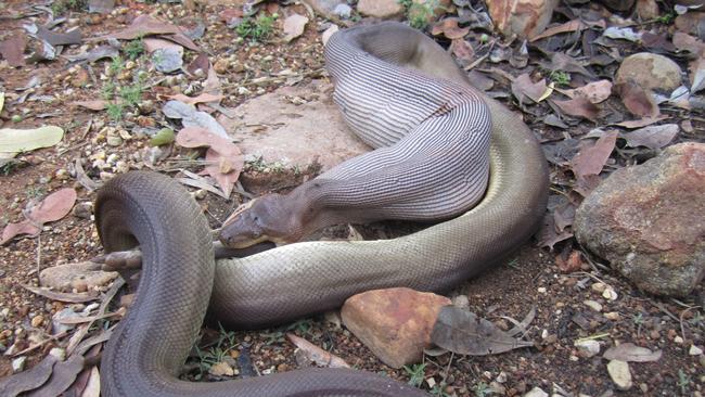 The olive python looks like it needs to go on a diet after devouring the wallaby. PHOTO: Parks and Wildlife Commission NT/Ranger Paul O'Neill