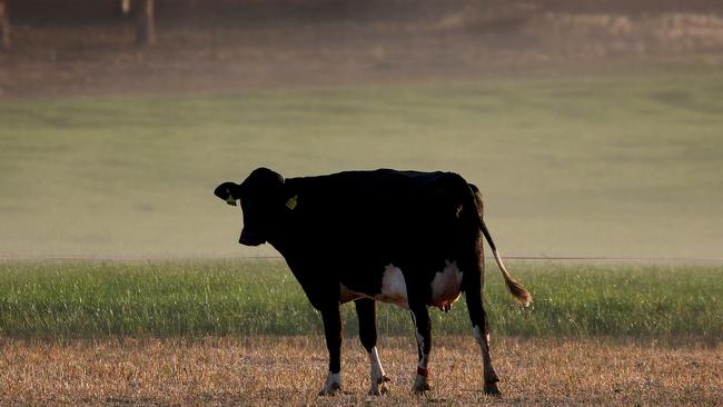 The battle is on as processors try to win supply in an Australian dairy market that has shrunk to 8 billion litres.