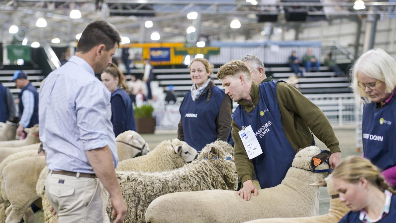 Judinging in the interbreed ram class at the Royal Melbourne Show on September 22, 2019. Photo: Dannika Bonser