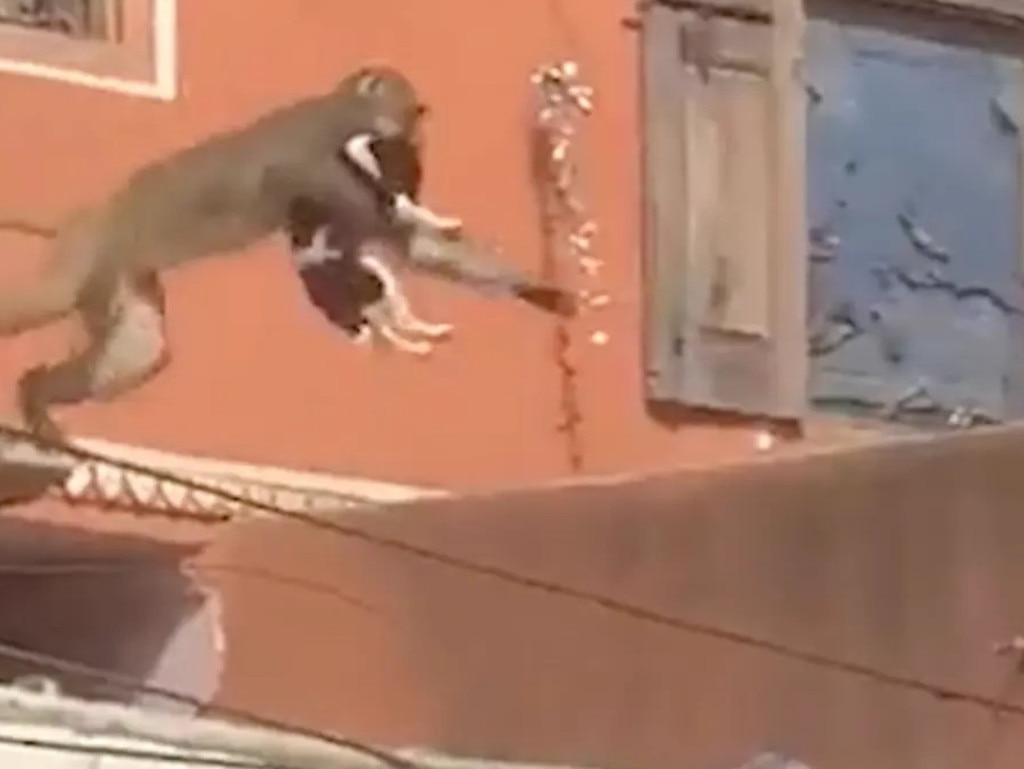 The monkey is seen jumping to another rooftop. Picture: Newslions Media/SWNS