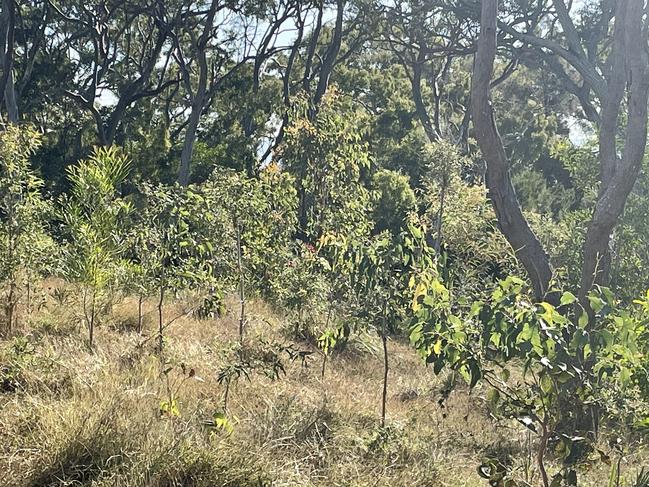 The vegetation has bounced back after the mass tree poisoning at Mant St, Point Vernon.