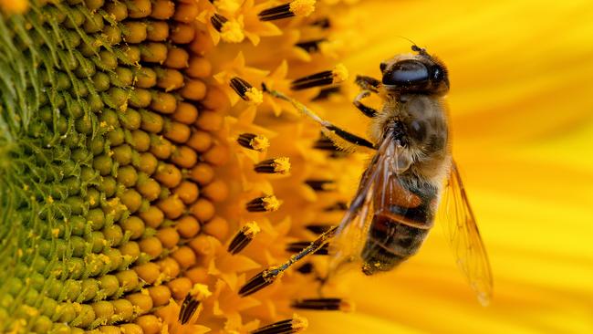 At work: a bee collecting nectar and pollen. Picture: Getty Images