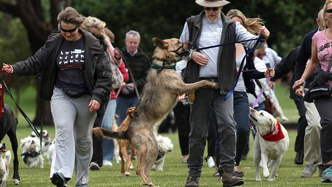  Dog rescue walk at Caulfield Park. 