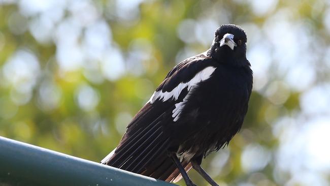 A magpie swoops along Kedron Brook, The Grange.