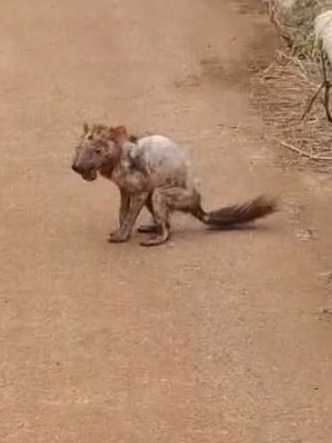 Shocking footage of a devil with what appears to be a severe case of devil facial tumour disease at a farm at Table Cape. Picture: Facebook