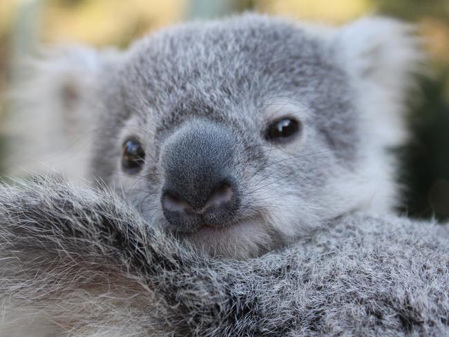 Tallow was the fifth joey born and raised at Paradise Country on the Gold Coast. Picture: Tourism Australia