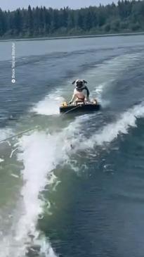 Cute pug shows off unlikely skills