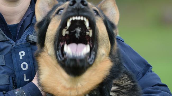 One of the men was bitten by a police dog during the arrest. File image. Picture: Lawrence Pinder