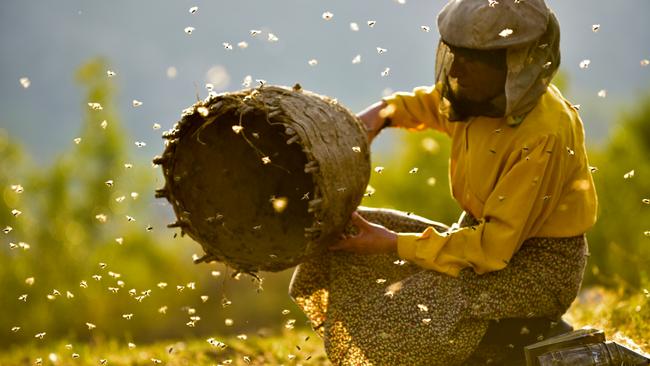 A scene from Honeyland.