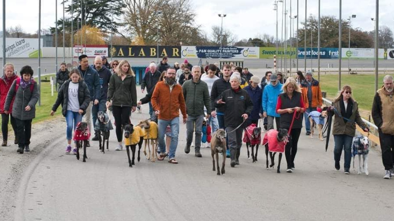 ‘Absolute Anguish’: The Faces Behind NZ Greyhound Ban