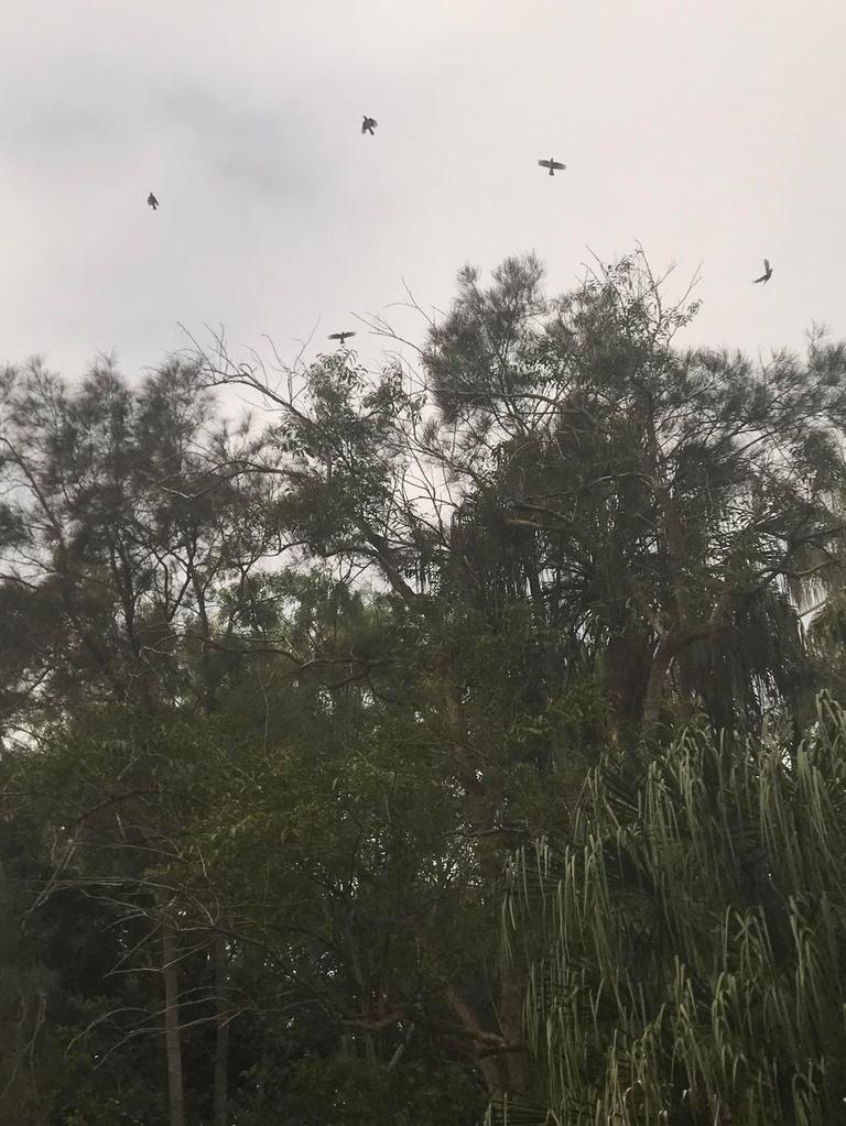 Birds fly above trees at the proposed development site.