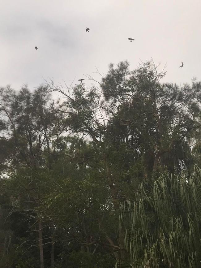 Birds fly above trees at the proposed development site.