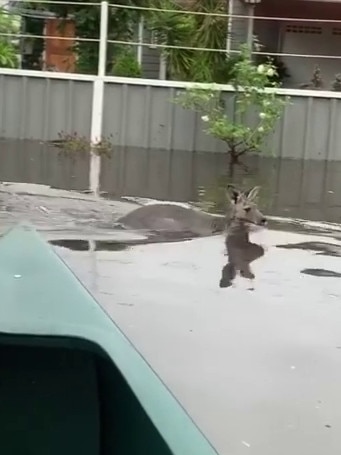 A kangaroo is seen swimming through flood waters at Lake Conjola. Picture: Gaven Hempstead/Instagram