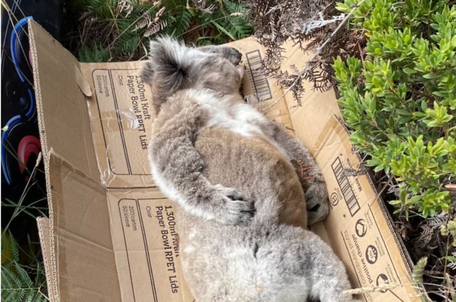 A Koala that was found placed on a cardboard box. Picture: ABC (Helen Oakley)