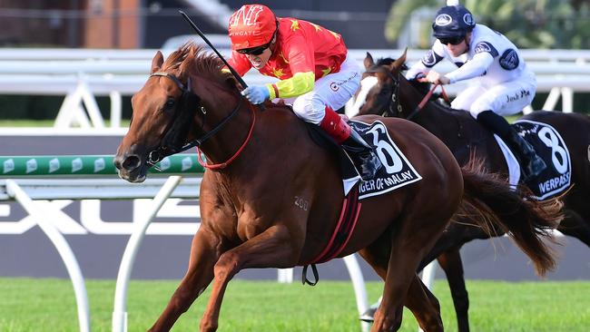 Richard and Michael Freedman and looking to claim their first Golden Rose with Tiger Of Malay. Picture: Trackside Photography