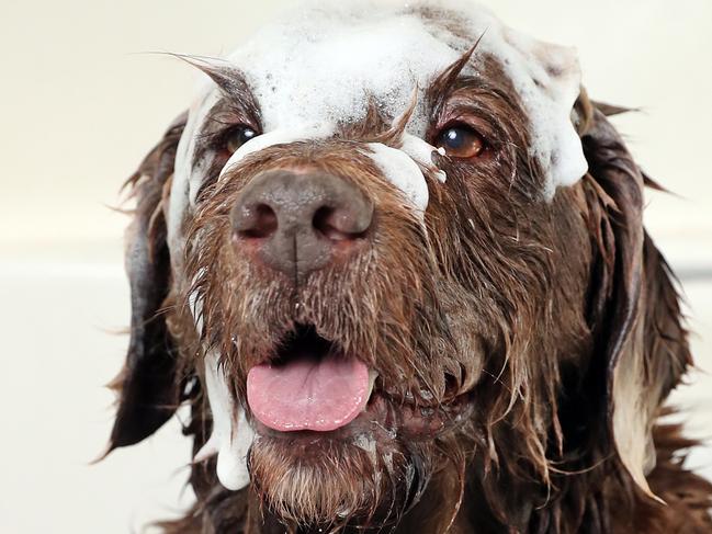 Dirty dog makeover your home needs