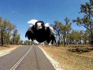 MAGPIE RELOCATED: An aggressive male magpie who has been attacking people at a Northern Rivers park has been relocated to protect residents. Picture: Contributed