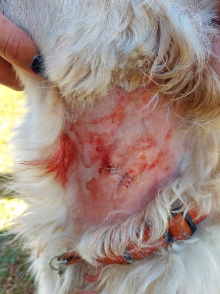 Bites on Scarlett’s neck after the attack in Murray Bridge. Picture: John Lockier