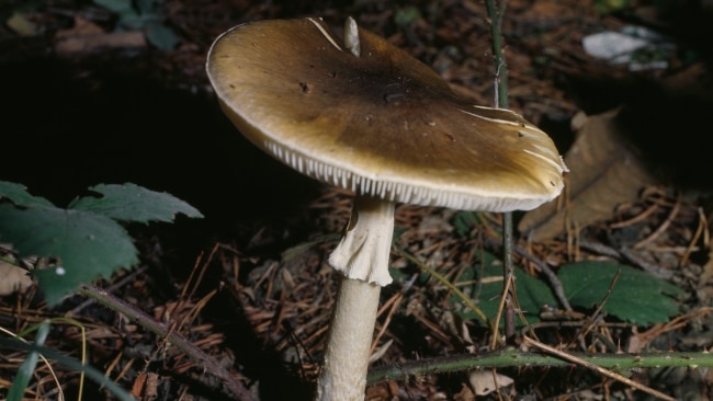 Death cap mushrooms(Amanita phalloides) are deadly when consumed. Picture: Getty Images