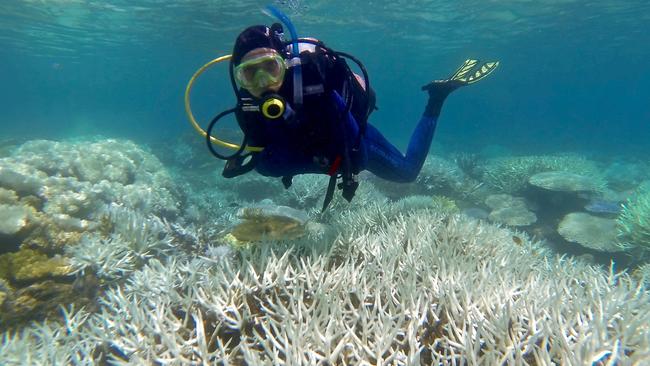 A marine heatwave killed off coral on the Great Barrier Reef. Picture: Cairns Inspire