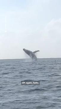 Huge Whale breach off NSW coast