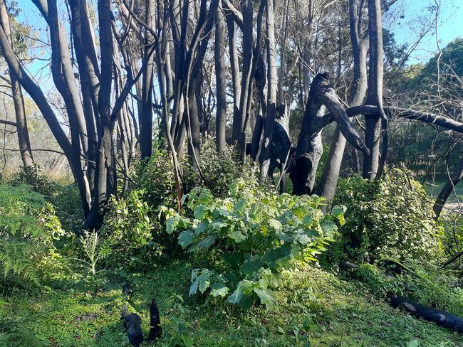 Clarence Valley Council has been awarded funding to tackle persistent weeds invading areas that were severely affected by last summer's bushfires, including the invasive tropical soda apple.