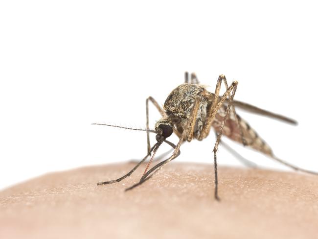 Mosquito sucking blood, macro photo. Stock Image