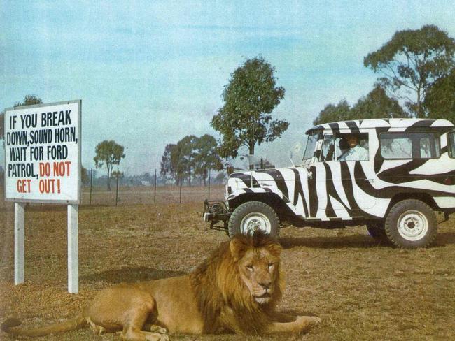 A lion watches on at the African Lion Cup Safari at Warragamba