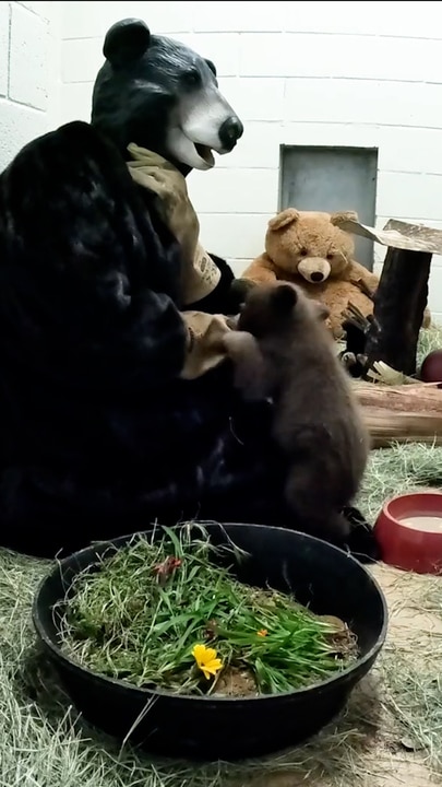 Wildlife team wears bear suits to help rear abandoned cub