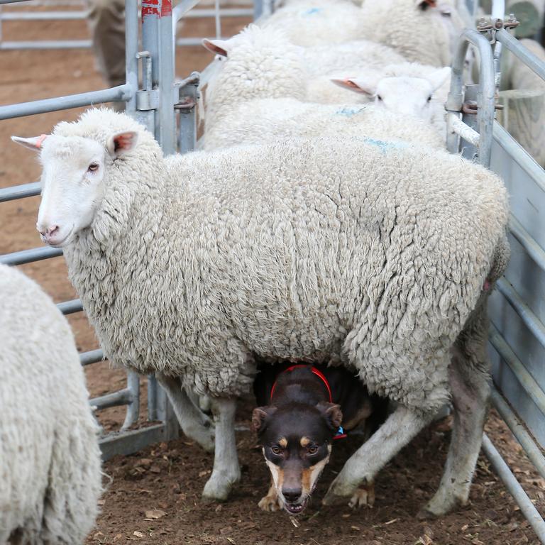 Peek-a-baa: A Kelpie pops out from among a pen of sheep during the Kelpie Muster. Picture: Yuri Kouzmin