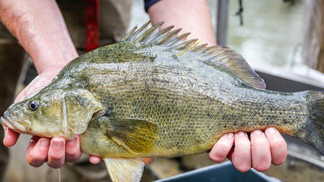 “Absolutely rejected”: VRFish chairman Rob Loats has commented on the “insulting” addition of recreational fishing as a major threat to fish and fish habitats. Picture: Chloe Smith