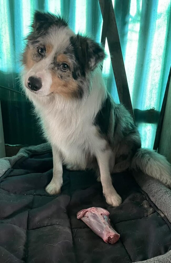 Misty: Craig Schonrock's 8 month old Tri-colour Border Collie