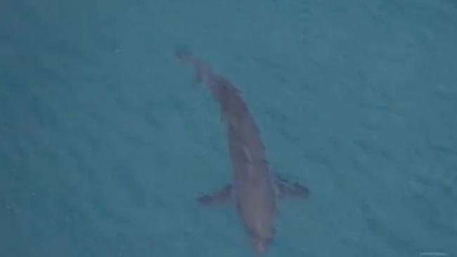 Witnesses said a three metre shark was behind the attack. This shark was spotted at Salt Beach, near the fatal attack, Sunday morning Picture: 7NEWS