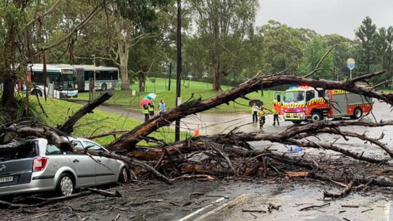 A car was badly damaged by a falling tree on Myoora Road, Terrey Hills just after 11am on Wednesday, March 2, 2022. Picture: Terrey Hills Rural Fire Service